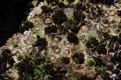 Scutellastra cochlear