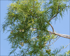 Taxodium distichum image