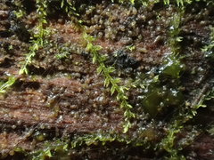 Fuscocephaloziopsis lunulifolia