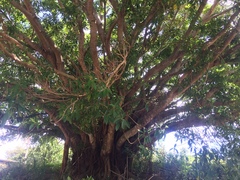 Ficus obliqua
