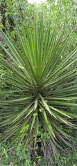 Yucca periculosa
