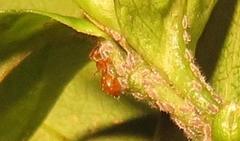 Crematogaster natalensis dulcis