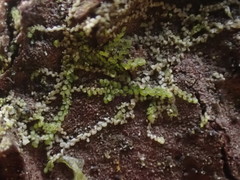 Microlejeunea ulicina