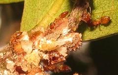 Crematogaster natalensis dulcis