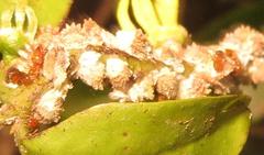 Crematogaster natalensis dulcis