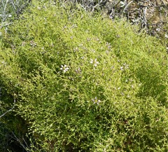 Fagonia laevis