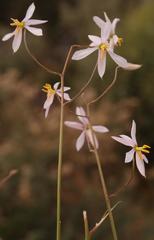 Cyanella pentheri
