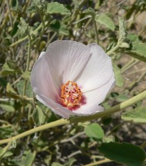 Hibiscus denudatus