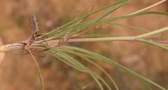 Cyanella pentheri
