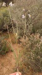Cyanella pentheri