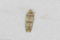 Hypatopa punctiferella