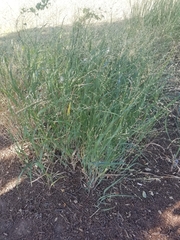 Panicum coloratum