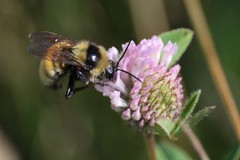 Bombus borealis