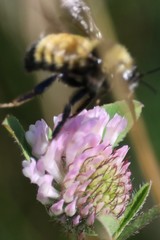 Bombus borealis