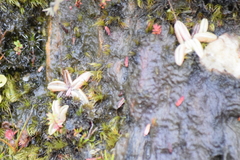 Pinguicula lusitanica
