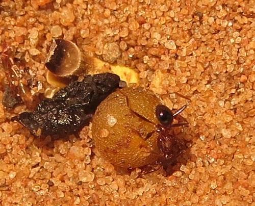 Pheidole akermaniPheidole akermani