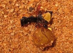 Pheidole akermani