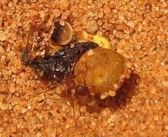 Pheidole akermani