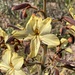Wachendorfia paniculata - Photo (c) David Hoare, algunos derechos reservados (CC BY-NC)