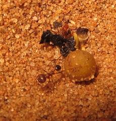 Pheidole akermani