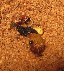 Pheidole akermani