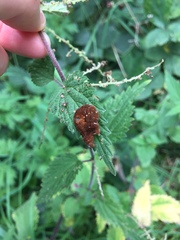 Habrosyne pyritoides