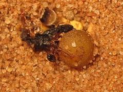 Pheidole akermani