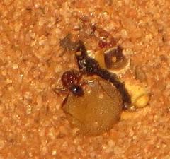 Pheidole akermani