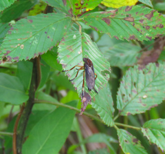 Diogmites platypterus