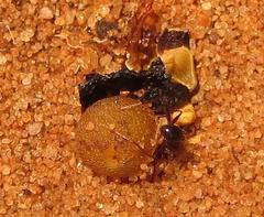 Pheidole akermani