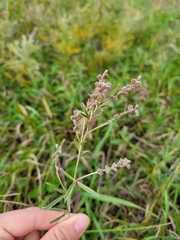 Lespedeza leptostachya