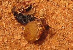 Pheidole akermani