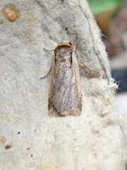Ochropleura implecta
