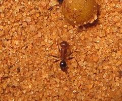 Pheidole akermani