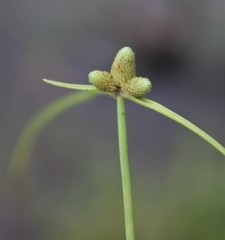 Cyperus neotropicalis