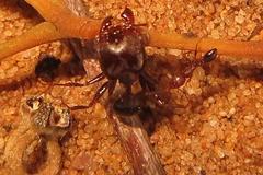 Pheidole akermani