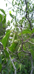 Celtis caudata