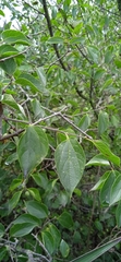 Celtis caudata