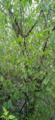 Celtis caudata