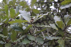 Quercus deserticola