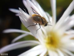 Esterhuysenia mucronata