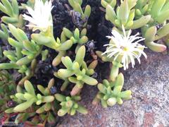 Esterhuysenia mucronata
