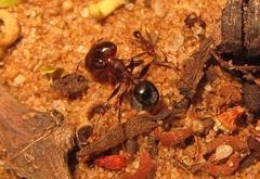 Pheidole akermani