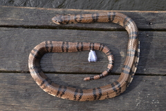 Hydrodynastes bicinctus