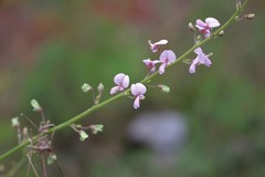 Desmodium obtusum