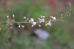 Desmodium obtusum