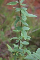 Desmodium obtusum