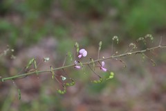 Desmodium obtusum