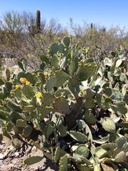 Opuntia dulcis