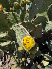 Opuntia dulcis
